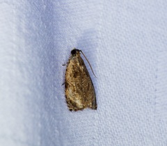 Sycacantha inopinata