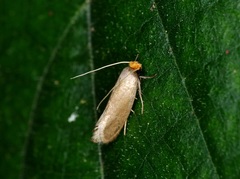 Edosa varians