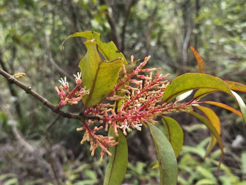 Helixanthera parasitica observed 2025-03-09
