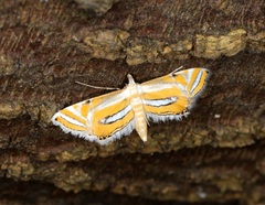 Eristena bifurcalis