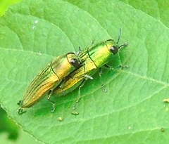 Agaeocera scintillans