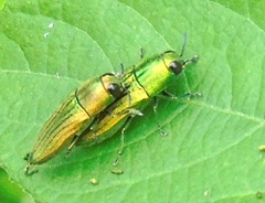 Agaeocera scintillans