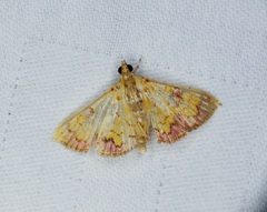 Isocentris filalis