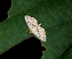 Lygropia distorta