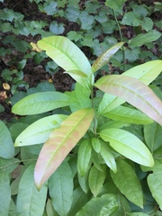 Oxydendrum
