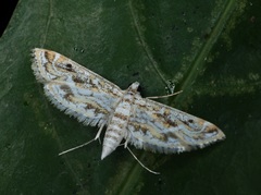 Parapoynx diminutalis