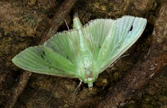 Parotis punctiferalis