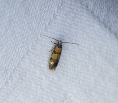 Promalactis lobatifera