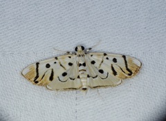 Pycnarmon radiata