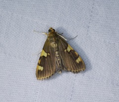 Rehimena phrynealis