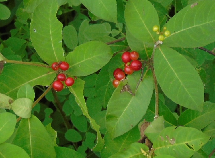 Rauvolfia tetraphylla