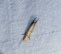 Roeslerstammiidae