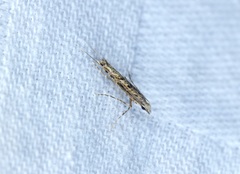 Stomphastis polygoni