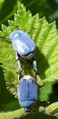 Hoplia coerulea