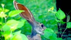 Lepus alleni