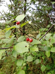 Crataegus flabellata