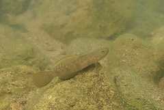 Rhinogobius similis