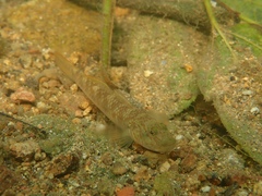 Rhinogobius similis