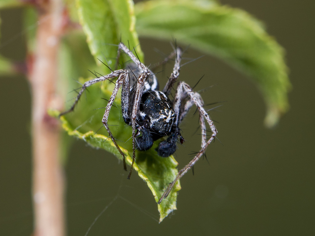 Oxyopes takobius from Енбекшиказахский район, Казахстан on June 17