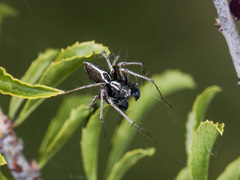 Oxyopes takobius