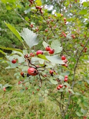 Crataegus flabellata