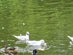 Chroicocephalus ridibundus