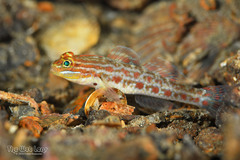 Spotted Goby photo 4
