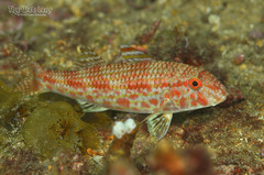 Red Goatfish photo 5