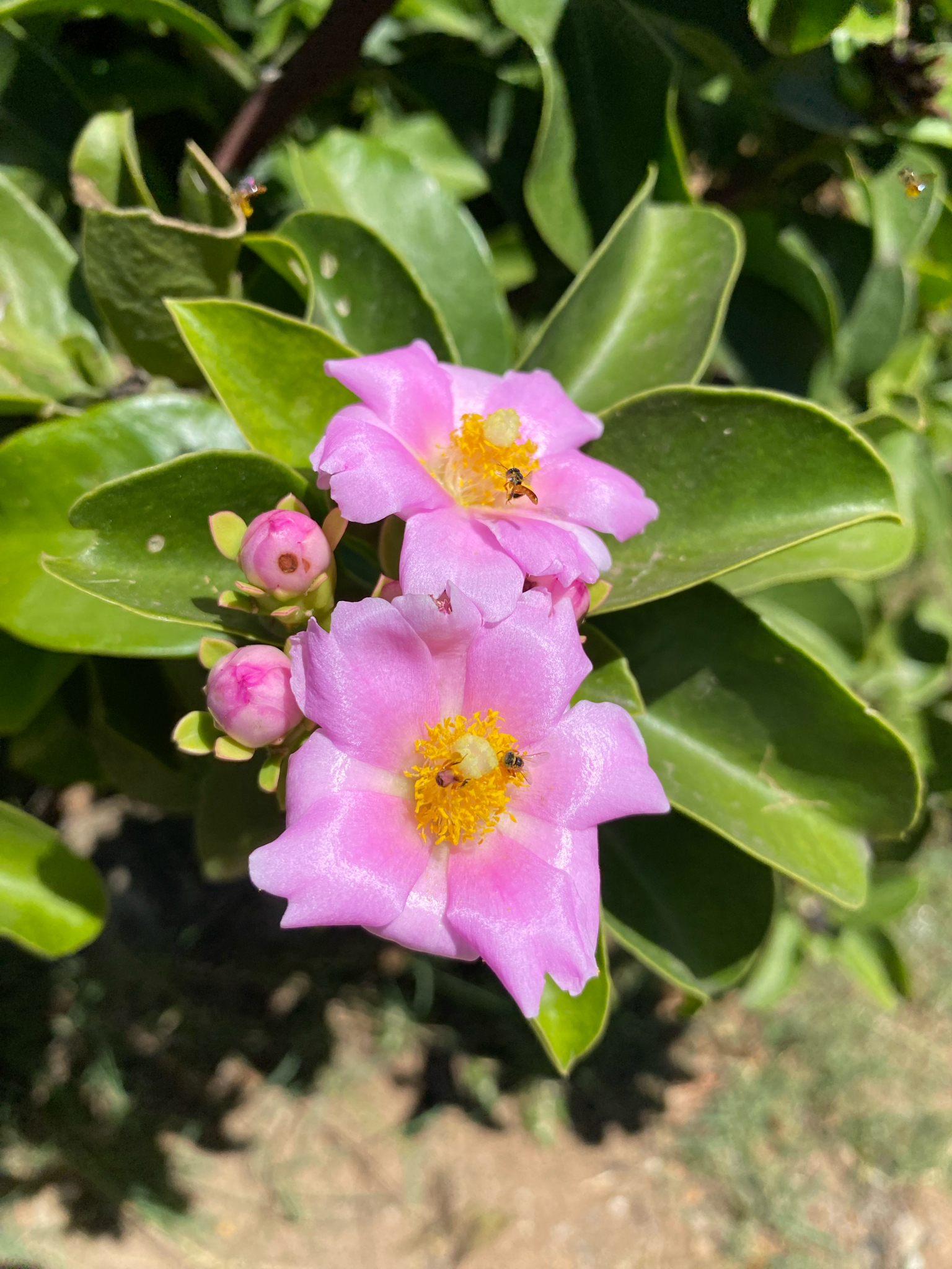 Imagem de Rosa-do-deserto
