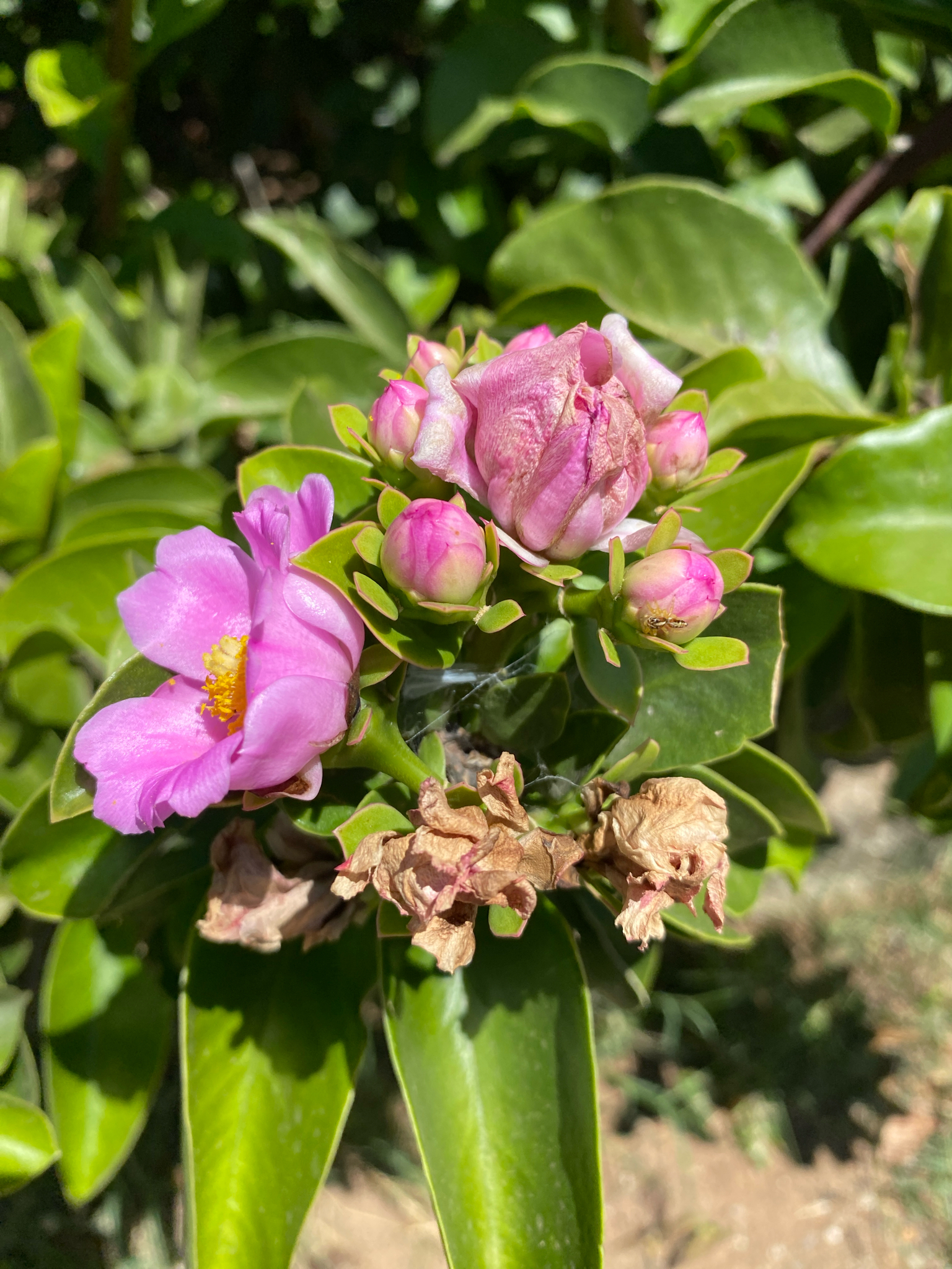 Imagem de Rosa-do-deserto