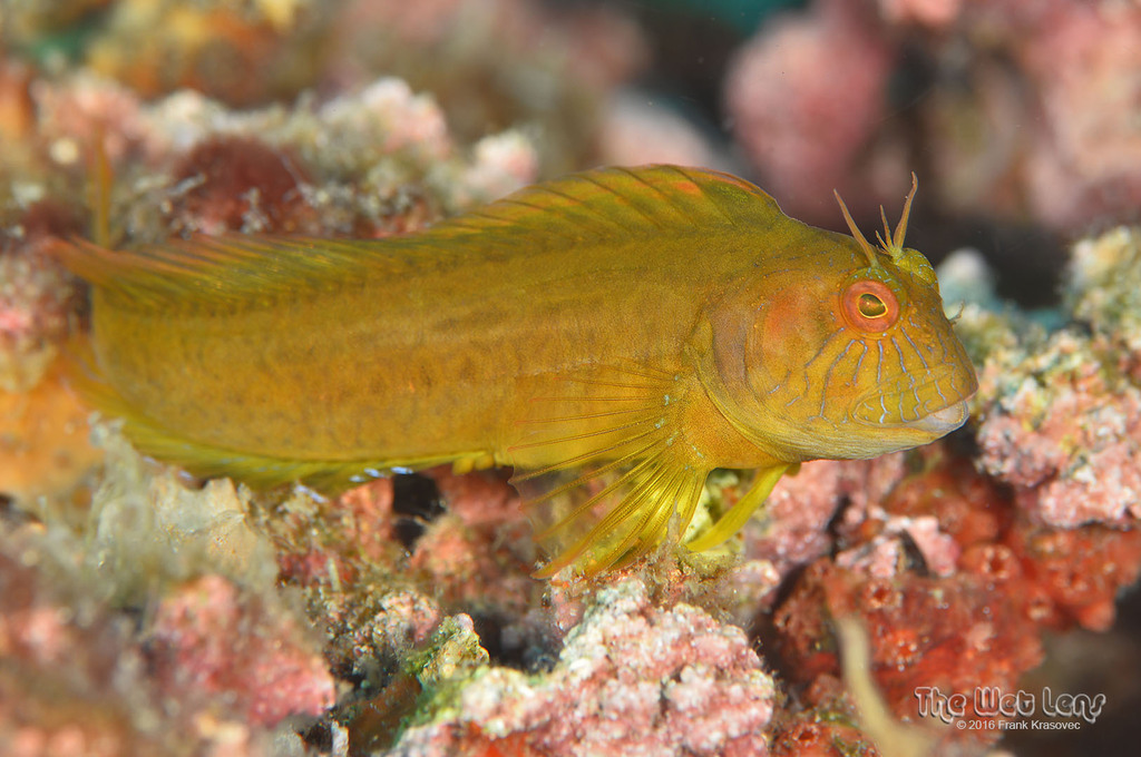 Seaweed Blenny