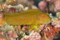 Seaweed Blenny photo 1