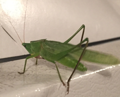 Neoconocephalus robustus