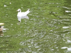 Chroicocephalus ridibundus