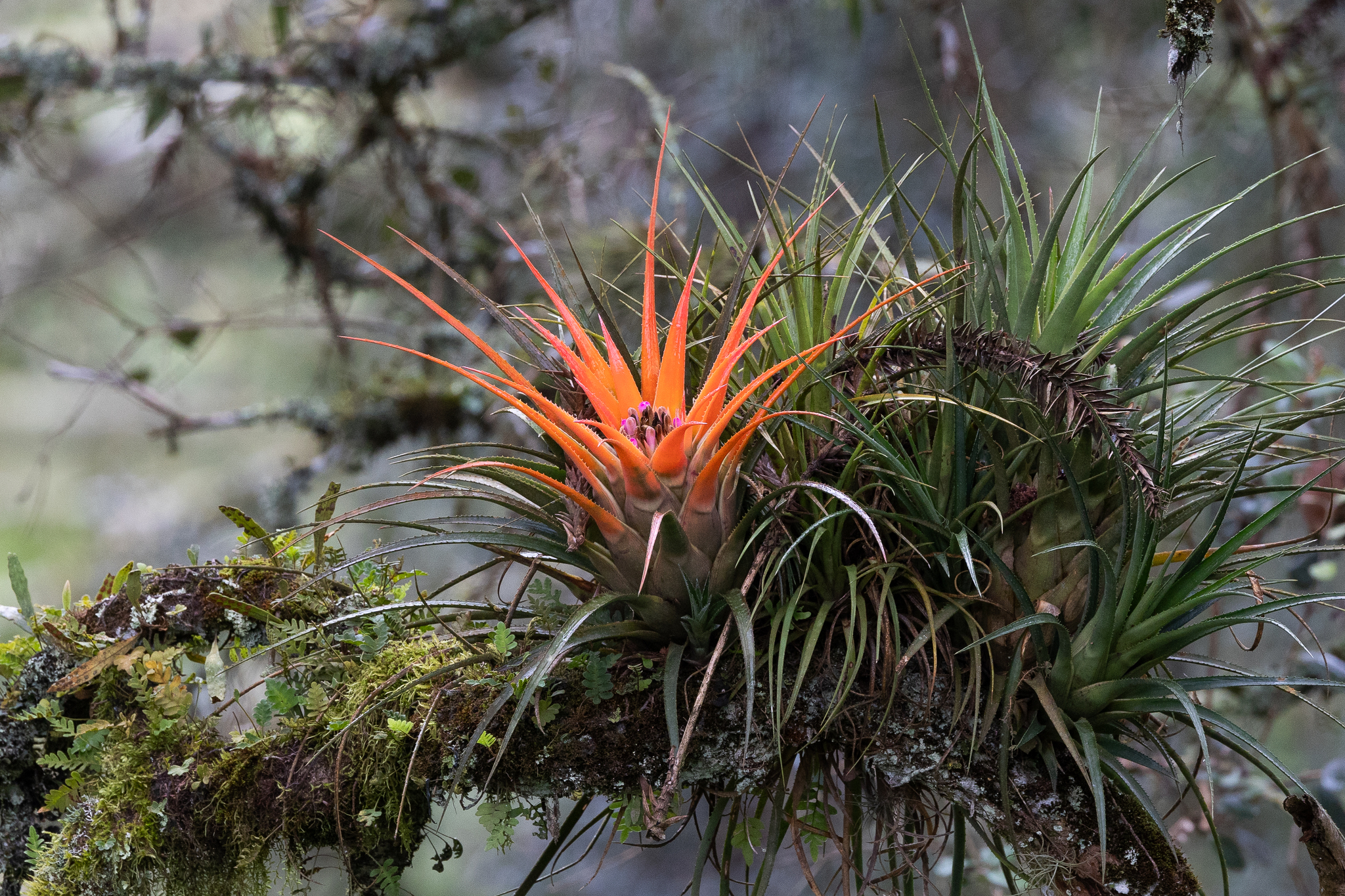 Aechmea recurvata