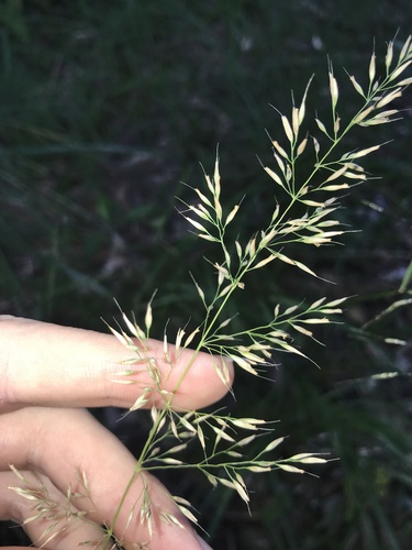 Korean feather-reed grass (Calamagrostis brachytricha)
