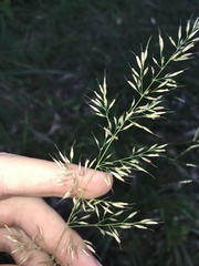 Korean Feather Reed Grass (Calamagrostis brachytricha)