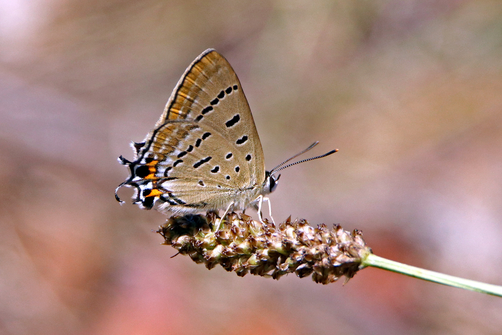 Stencilled Hairstreak