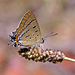 Stencilled Hairstreak - Photo (c) deborod, some rights reserved (CC BY-NC), uploaded by deborod