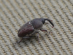 Odontocorynus umbellae