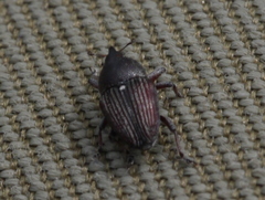 Odontocorynus umbellae