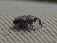Odontocorynus umbellae