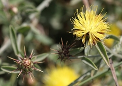 Centaurea sicula