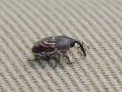 Odontocorynus umbellae