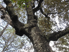 Quercus sideroxyla