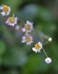Erigeron strigosus strigosus