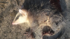 Didelphis pernigra