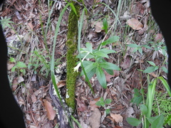 Lithospermum macromeria