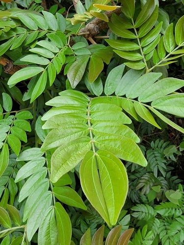 Calliandra haematocephala