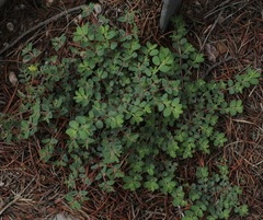 Euphorbia serrula